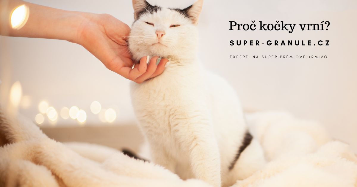 proc-kocky-vrni (3)